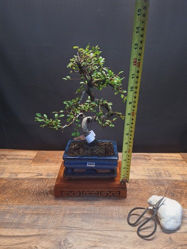 Chinese elm bonsai tree - elm, s