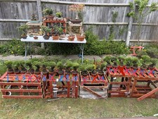 popular shohin japanese black