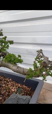  Impressive Hawthorn bonsai