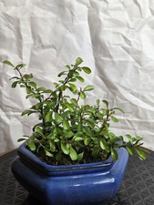 Japanese Quince Chojubai