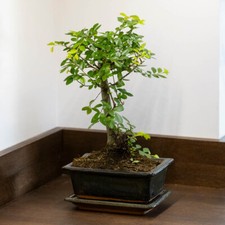 Indoor Bonsai Tree, Zelkova