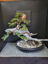 )Tanuki Needle Juniper Bonsai