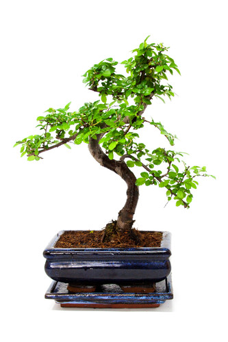 Chinese elm bonsai tree - elm,