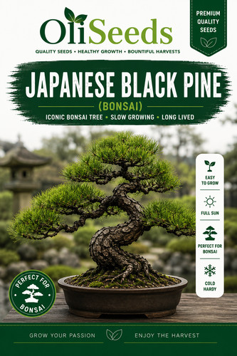 Japanese black pine - pine, seeds