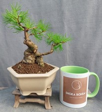 Chunky Shohin Japanese Larch