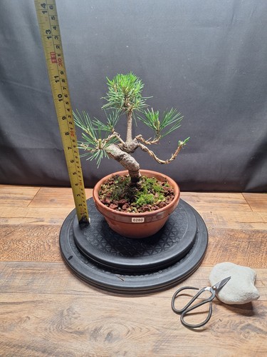 Japanese black pine bonsai