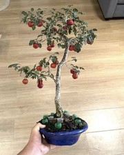 hawthorn Bonsai Tree. (sale Is