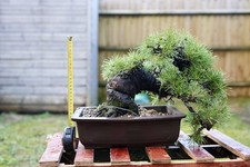 stunning japanese black pine