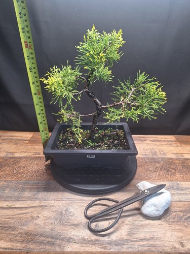 Golden cypress bonsai tree - cypress,
