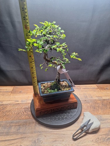 Exposed roots chinese elm