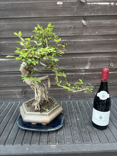 Bonsai tree giant - tree,