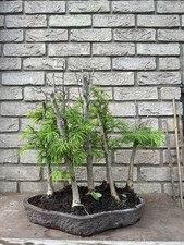 Golden Larch Bonsai Forest