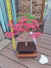 Acer deshojo bonsai tree in 18