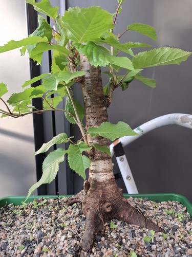 Chunky cherry bonsai tree - cherry,