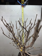 plum blossom bonsai (the